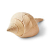 Large Conch Shell by Nature