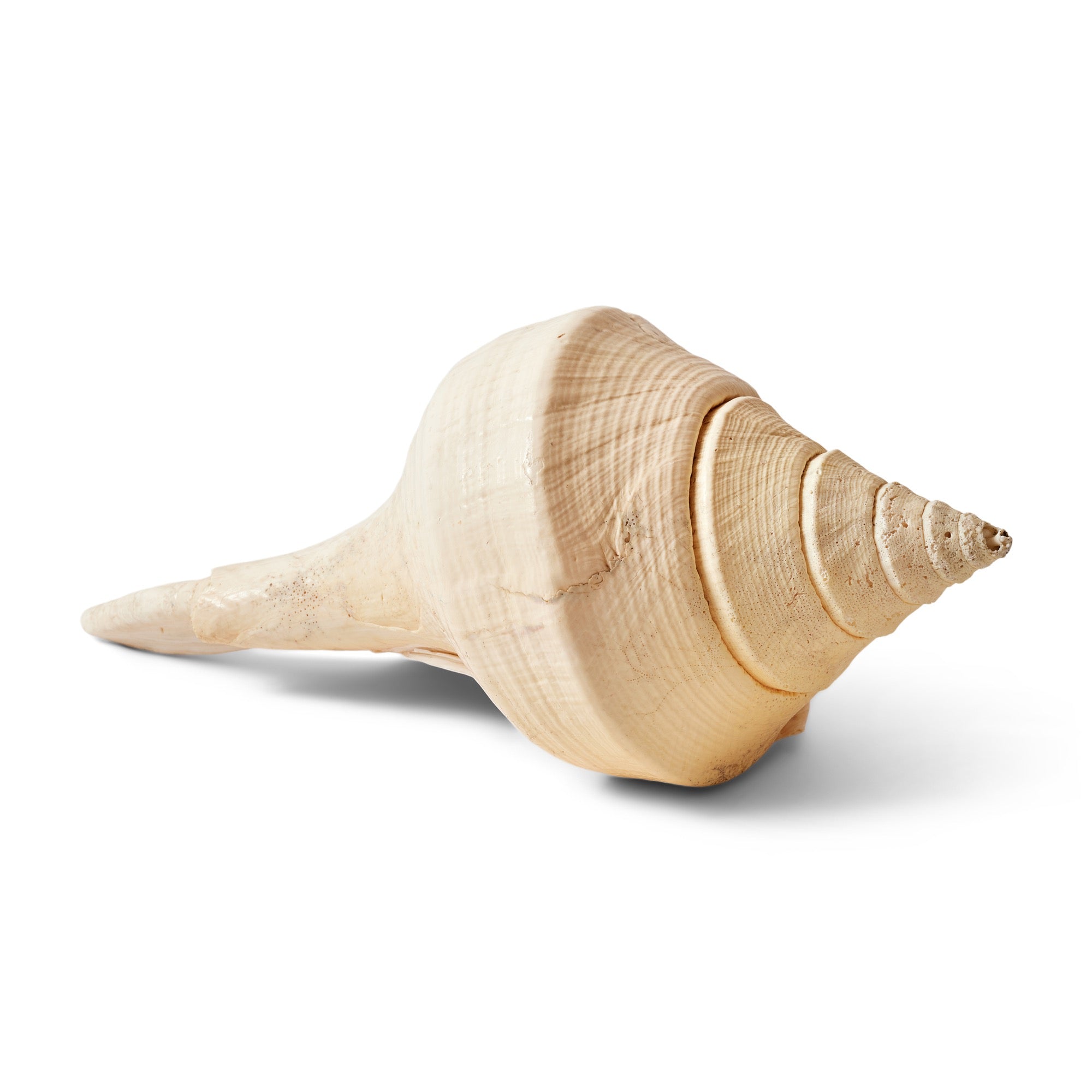 Large Conch Shell by Nature