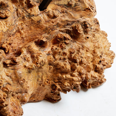 Sabino Burl Low Table from Mexico